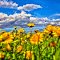 Spring Dandelions