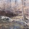 Creek with Beeches