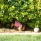 Backyard visitors