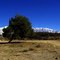 Tree near Yucaipa Regional Park