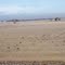 Staying Alive,Brighton,Colorado,USA(Branta canadensis eating )