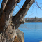 Wisconsin River with Springtime Maple