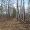 Snowmobile Trail in Spring