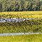 Munninghoff Marsh