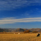Field of Cows  ...11.02.07*