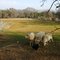 Sheep in Bangor, CA