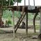 Manjama Village (Yokoim Language) - Karawari