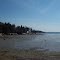 Seal Harbor Spruce head ,Maine
