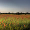HDR - Orange Flowers (Indian Paintbrush) Poteau Outskirts