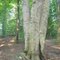 "Name Tree"