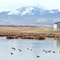 Damonte Ranch Wetlands, Reno, Nevada