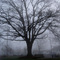 Tree in Fog, Beacon Hill Seattle