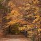 A Right-of-way Through Autumn