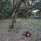 Myakka River SP, Mossy Hammock Campsite