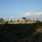 Myakka River SP, Ranch House Rd