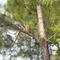 Woodpecker