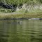 Alligators - Myakka State Park, Florida