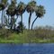 Myakka River Preserve Gators