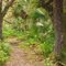 Trail in Myakka River State Park, Florida