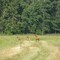 Mn's only Elk herd