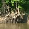 Exposed tree roots along Wabash River bank