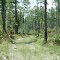 Gopher Tortoise at Gator Hole Preserve