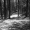 Dunns Mtn. Trail
