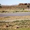 Antelope calves