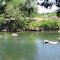 Lazy Day on the Chipola River