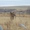 Elk gazing