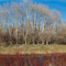 Early spring at a slough west of Rexburg, Idaho