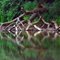 What remains of a tree that has fallen into the Oostanala River