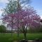 Eastern Redbud, Cercis canadensis, Hopewell Culture National Historic Park.