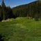 Lush Meadow
