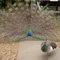 Peafowls - West Coast Game Park, Bandon, Oregon