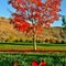 Green-n-Red Fall Colors