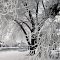 Hoar Frost