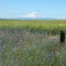 Mt Adams, south of Goldendale