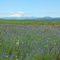 Mt Adams, south of Goldendale