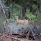 Lava Butte, Mule Deer