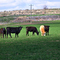 Cattle