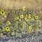 Sunflowers on Prairie Road