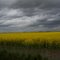 Canola fields on the Camas Prairie