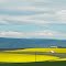 Canola fields color