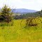 Old farm equipment - east of Grangeville