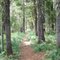 Coal Creek Trail