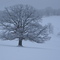 Freezing fog hillside