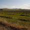 Mown Alfalfa -  West of Weiser, Idaho