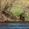 Beaver along the North Platte River