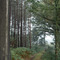 Kijfbossen